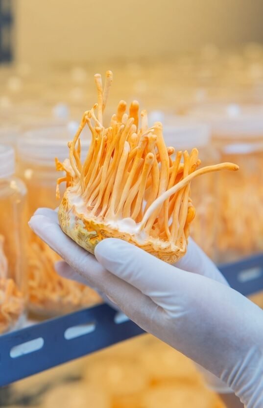 cordyceps