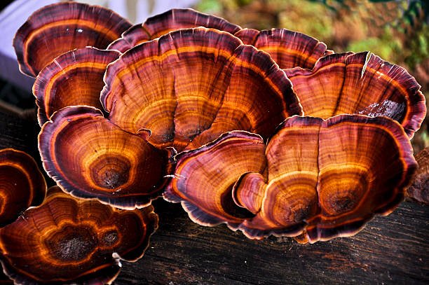 ganoderma lucidum ling zhi mushroom,close up