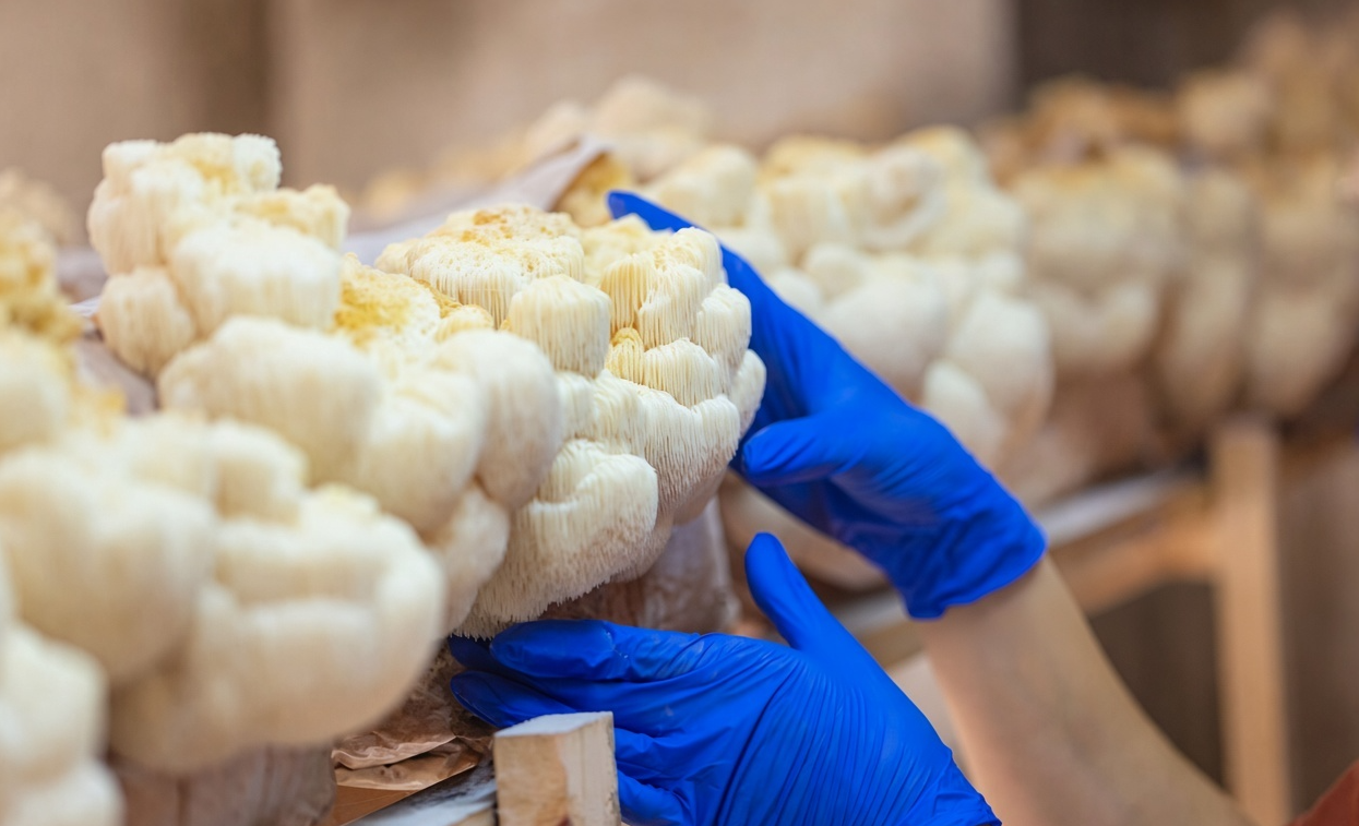 Products lions mane kritibioextracts