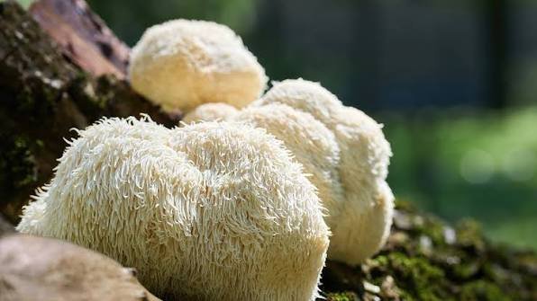 lions mane