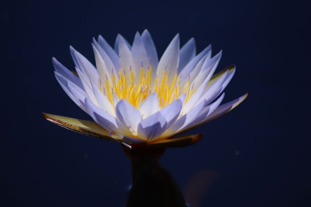 Captivating macro shot of a delicate water lily floating gracefully, showcasing intricate petals against a dark background.