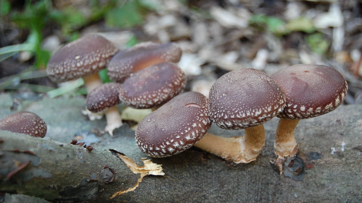 Products shiitake